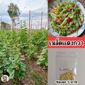 เมล็ดพันธุ์แตงกวา ซองละ 5 บาท
