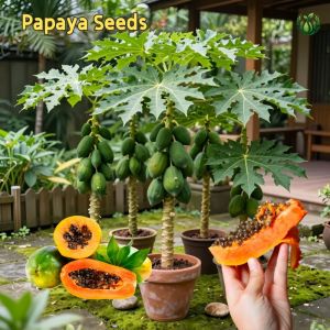 Papaya Seeds - Green Papaya Fruit seeds Flesh seeds Potted Papaya Tree seeds Easy to Grow Papaya Seeds for Planting High Yield Suitable for novice growers High-quality seeds