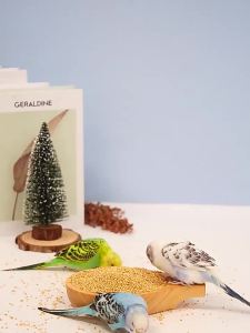 LZD  Thức Ăn Cho Chim Có Vỏ Kê Mới Kê Thức Ăn Cho Chim Thức Ăn Cho Chim Thức Ăn Cho Chim Vỏ Hổ Thùng Đựng Thức Ăn Cho Vẹt