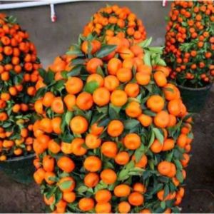 Bibit buah tanaman jeruk santang madu okulasi kondisi siap berbuah