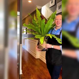 สำรองแบบพลูยักษ์ ต้นพลูด่าง ไม้ด่าง ใบฉีก ต้นไม้ บ้าน ฟอกอากาศ พลูด่าง พลูยักษ์