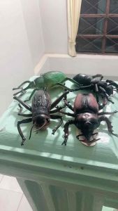 โมเดลแมลงยักษ์ 12 ตัวต่อกล่อง