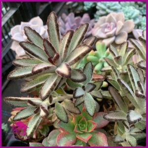 Sen Đá Nhung Viền Đen size bầu 5-7 cm cây già khỏe