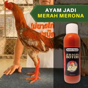 Kemin Merah Juragan Botoh Untuk Badan Dan Kaki Ayam Aduan Agar Merah Merona