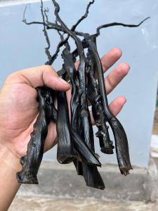 Bahan Akar Bahar Hitam Superan Ukuran Kelingking