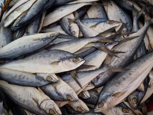 ปลาสีเสียด ไม่เค็มมาก ราคาถูก 250กรัม 300 กรัม 500กรัม 1กิโลกรัม มีทั้งปลาไซส์ใหญ่และกลาง ปลาสีเสียดตากแห้ง ของดีทะเลใต้ ส่งไว สะอาด อร่อย