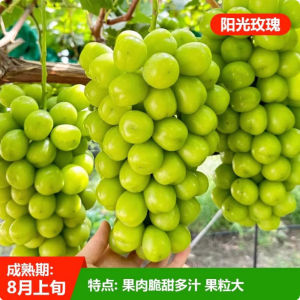 Grape seeds seedless grapes fruits and fruit tree seeds with high yields sown throughout the four seasons 葡萄种子