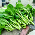 เมล็ดพันธุ์ กวางตุ้งดอก Green Choy Sum Seed Chinese Flowering Cabbage Organic Vegetable Seeds for Planting เมล็ดพันธุ์ผักกาดกวางตุ้ง ดอกช่อขจร เมล็ดพันธุ์แท้ OP เมล็ดพันธุ์ผัก ผักสวนครัว ผักออร์แกนิก พันธุ์ผัก เมล็ดผัก ปลูกได้ตลอดปี (600 เมล็ด/ซอง). 