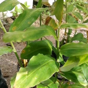 กระทือป่า​  ต้นกระทือป่า​ ปลูกข้ามปี​ ส่งพร้อมกระถางหรือถุงชำมีหลายต้น#สมุนไพรกลิ่นหอมดับกลิ่นคาว​#ดอกสวย​กินต้นออ่นหรือหัว#ไม้ประดับดอกบานนาน