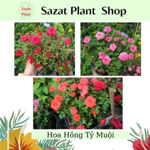 Combo 3 cây Hoa Hồng Tỷ Muội Đỏ Cam Vàng Cây trồng sân vườn cho hoa quanh năm ra hoa liên tục SaZat Plant.