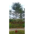 Cây Bàng Đài Loan - Bàng Lá Nhỏ Cây cao 1m-1m2. 