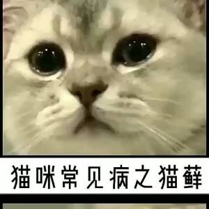 ointment狗狗皮肤病喷剂狗癣猫癣猫咪下巴黑真菌止痒湿疹皮癣皮炎红肿外用Dog Skin Disease Spray Dog Tinea Cat Tinea Cat Chin  dog itchy skin medicine狗狗止痒。。。