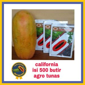 bibit pepaya california isi 500 bitir