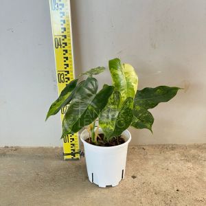 TKL - Philodendron Burle Marx Variegated 伯乐锦蔓绿绒