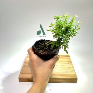 Bonsai mini  68 (Giống mới) - Setup tiểu cảnh terrarium bán cạn hòn non bộ - chịu được ẩm cao thời tiết khắc nghiệt