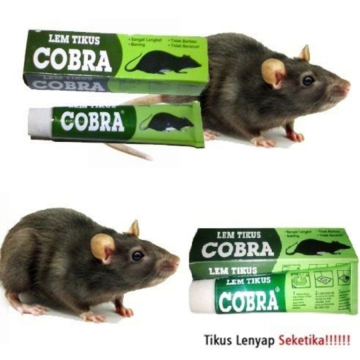 LEM TIKUS COBRA PERANGKAP TIKUS AMPUH SUPER LENGKET/Lem Cobra Kobra Lem Tikus Kuat Paling Ampuh mengatasi Tikus dan kecoa