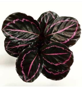 Tanaman Calathea Black Lipstick: Bikin Ruangan Lebih Mewah