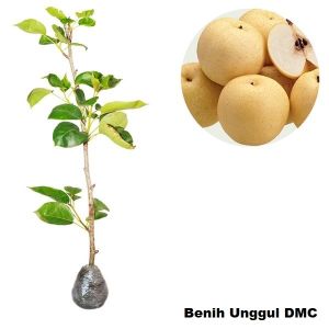 Bibit Buah Pir Super Hasil Cangkok