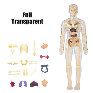 3D Human Body Torso Model Educational Toys Human Organs Model DIY Assembly Science Kits Human Body Toys Anatomy Model Skeleton Model for Kids 6 7 8 Year Old