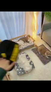 AdvancedHair Remover electrostaticHair Remover ReusableHair Removal Gloves Suitable for Long haired and Short haired Cats and Dogs (1pcs)