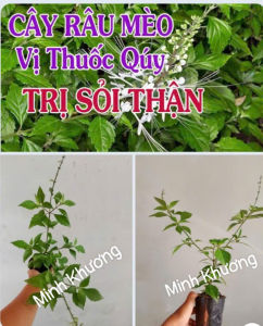 chậu cây râu mèo tươi tốt- Minh Khương