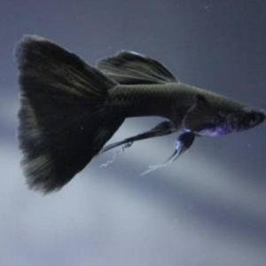 GPS Aquatic Black Rose Ribbon Guppy 1 pair