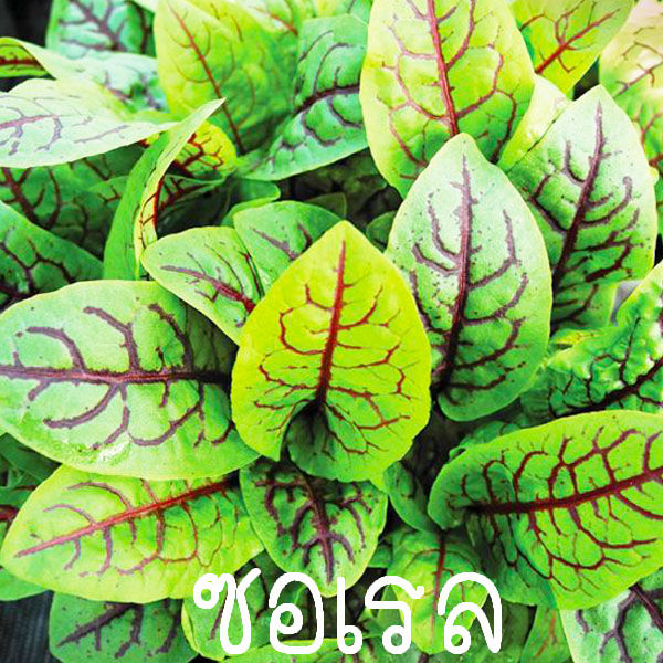 ซอเรล📌ส่งด่วน!!📌10แถม1🎯ถูกที่สุด10บ.🎯งอกง่าย☘️โตเร็ว🌱ทานสด🌱มีวิตามินสูง ...