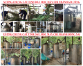 Tinh dầu sả chanh Mộc Mây - tinh dầu nguyên chất từ thiên nhiên - xông phòng, thơm phòng, thư giản, đuổi muỗi. 