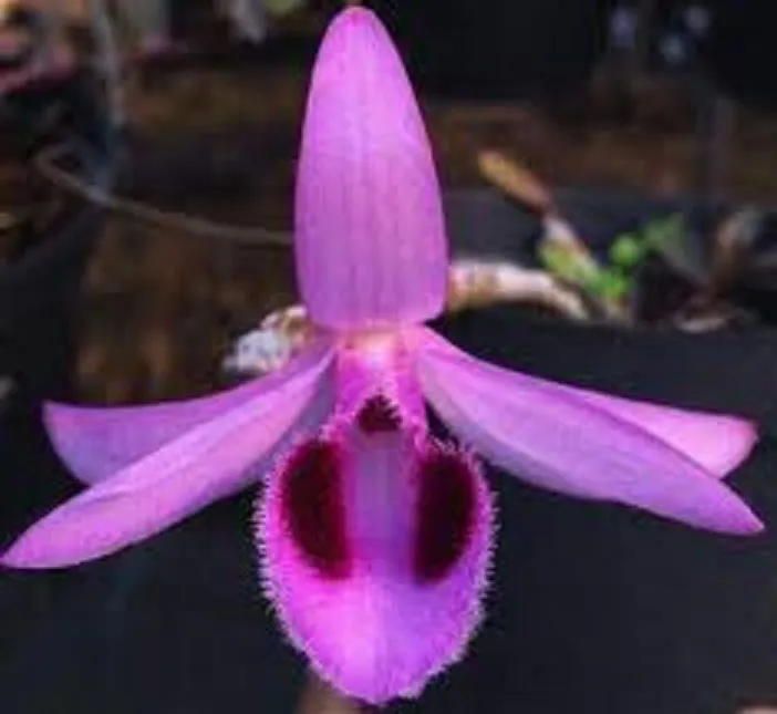 LAN%20PHI%20%C4%90I%E1%BB%86P%20R%E1%BB%92NG%20L%E1%BB%ACA%20-%20H%C3%80NG%20VAR%20HOA%20C%E1%BB%B0C%20%C4%90%E1%BA%B8P%20C%E1%BB%B0C%20TH%C6%A0M%20-%20H%C3%80NG%20GIEO%20H%E1%BA%A0T%20-%20Image%204