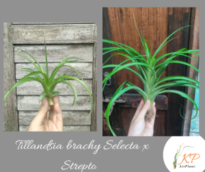 Tillandsia Brachy Selcta x Eric / Airplant /  pokok udara / 空气凤梨-貝可利x電燙捲