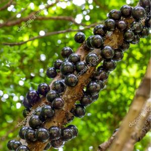 Jaboticaba Tree (Plinia cauliflora) - - Pokok Buah Jaboticaba - जबोटिकाबा पौधा Jaboticaba – Exotic Grape-Like Fruit Cauliflory Tree Sweet & Juicy Rare Edible Plant LIVE PLANT