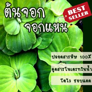 TJ Shop ต้นจอก​ จอกแหน ต้นจอกแหน 200 กรัม ประดับอ่างปลา ไม้น้ำประดับ​ ราคาถูก พืชไม้น้ำประดับอ่างปลา บำบัดน้ำเสีย