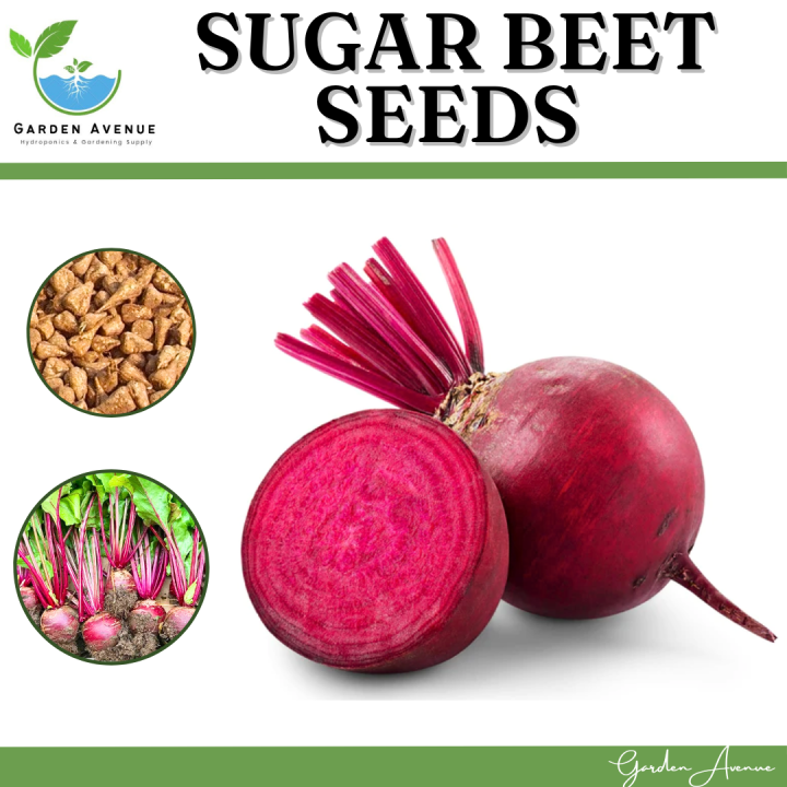 RED BEET SEEDS (15PCS SEEDS) - RED MAGIC/HYBRID/REMOLATSA/CAN GROW IN LOCAL