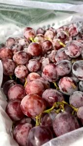 Buah anggur red globe 7kg