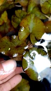 Tiger lotus full air per pot tanaman aquascape