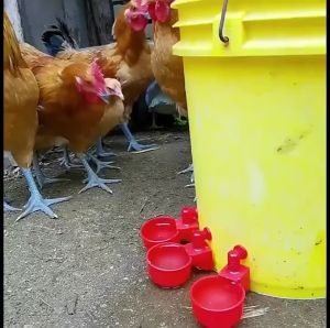 cangkir minum ayam unggas otomatis zeorfarm