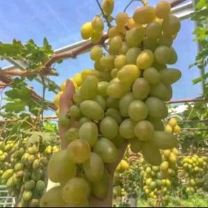 BIBIT ANGGUR CANDY SWEET IMPORT