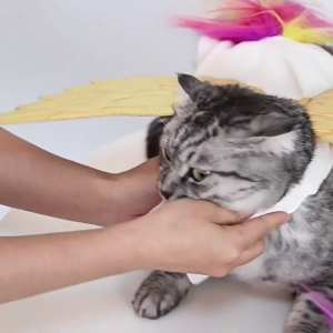 Cats Animal Halloween Pet Party Outfit Soft Comfortable Polyester Pet Costume Easy Dressingup for Dog Cats Theme Event