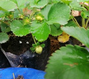 STRAWBERRY SEEDS HEAT TOLERANCE