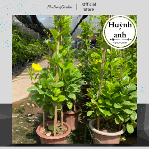 Cây Huỳnh Anh (Hoàng Anh) leo giàn cực đẹp cao 80cm | Lỗi 1 đổi 1 cây sai hoa thu hút ánh nhìn trang trí nhà cửa (ảnh thật)