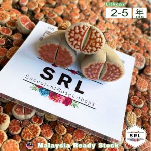 红窗玉屁屁生石花 Queen Crown Red Lithops (2cm - 3.5cm++ Series) 生石花 屁屁 live plant