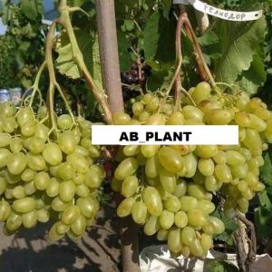 Bibit Anggur Import Heliodor Asli Super Grafting