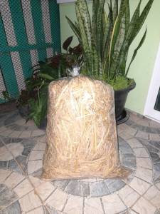 ฟางข้าว ฟางแห้ง ปลอดสารเคมี บรรจุ 1 ก.ก. ใช้เพาะเห็ดฟาง 1 ตะกร้า และใช้คลุมดิน ลดการระเหยของน้ํา ทําปุ๋ยหมัก