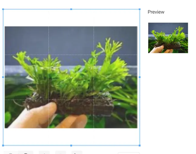 Aquarium Plant Microsorium Pteropus Mini Vindelow MM5029 Lazada