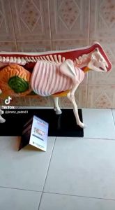 sapi lembu alat peraga pendidikan torso model sapi lembu