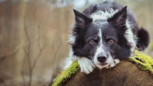 Blue Buffalo Wilderness Trail Treats Wild Bones Large Dental Chews Grain-Free Dog Bones For Large Dogs Made with Natural Ingredients 10-oz Bag