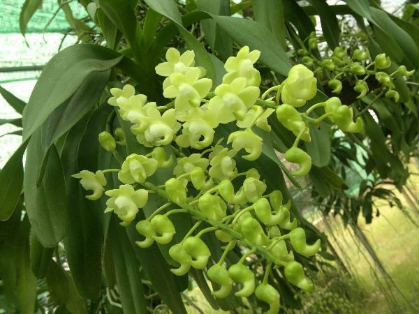 Combo 3 cây phong lan quế tháng 8 hòa bình