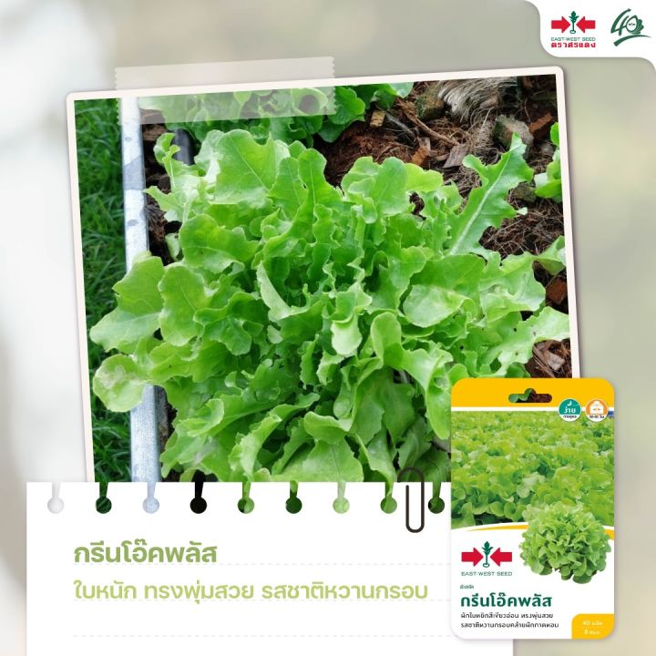 10 อันดับ เมล็ดผักสลัด ตราศรแดง ยี่ห้อไหนดี? ปลูกง่ายได้ผักสดปี 2025