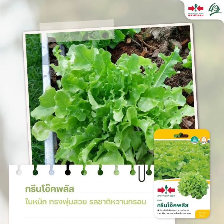 เมล็ดผักสลัด กรีนโอ๊คพลัส ตราศรแดง งอกง่าย