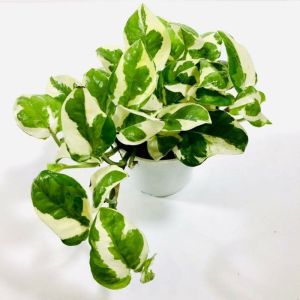 Njoy Pothos / 绿萝 Njoy / Sirih Njoy / मनी प्लांट Njoy (Singapore Pothos Plant) – Air Purifying Fast Growing Low Mainten